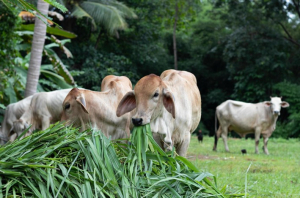 Prefeitura de São Sebastião do Oeste abre inscrições para o Programa Mais Genética e promove acesso à inseminação artificial no rebanho bovino do município