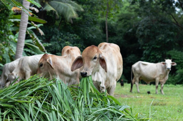 Prefeitura de São Sebastião do Oeste abre inscrições para o Programa Mais Genética e promove acesso à inseminação artificial no rebanho bovino do município